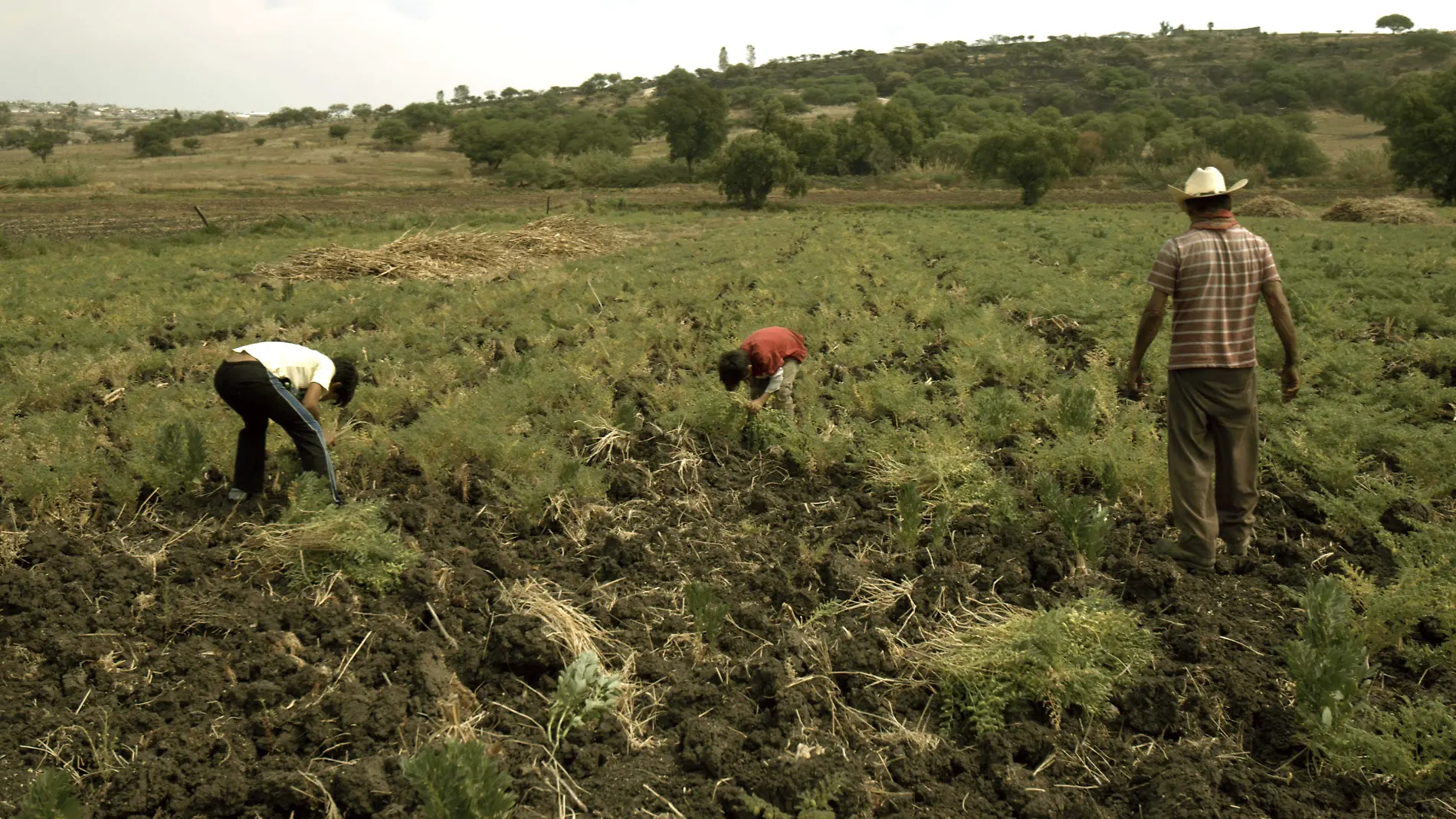 JORNALEROS_AJO (3)